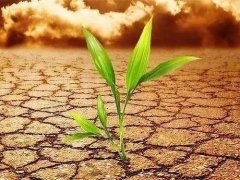 土壤養(yǎng)分檢測儀可以應(yīng)用在哪些地方？